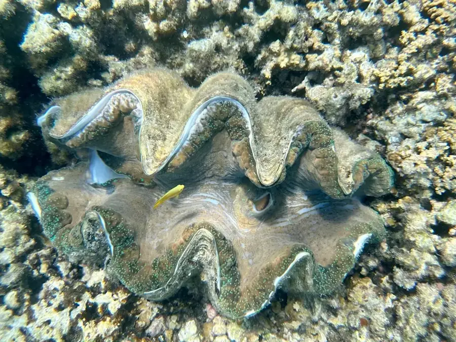 Pausa Giant Clam Sanctuary