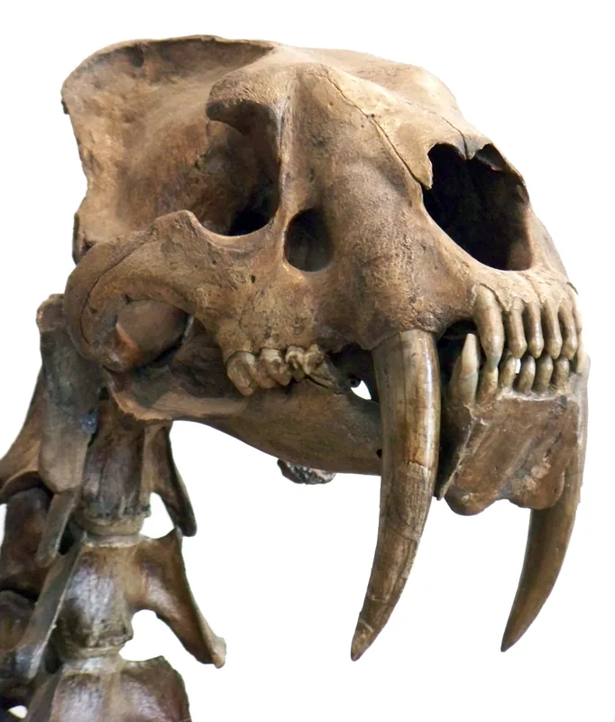 Sit Toros-Menalla — Abruptul Angamma (Ciad)