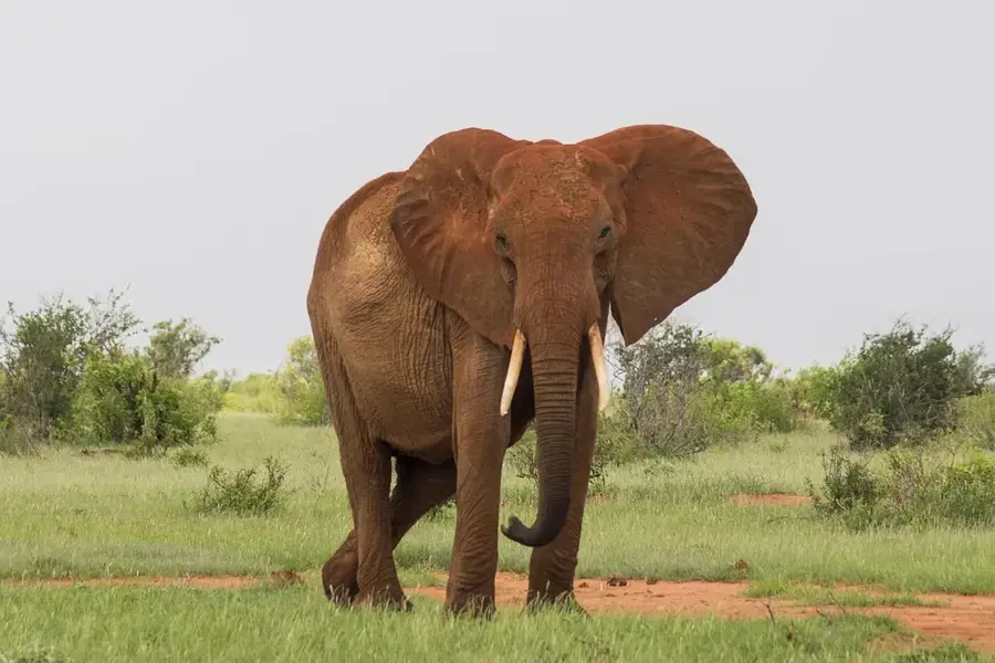 Parcul Național Tsavo-East — Pădurea Tsavo (Kenya)