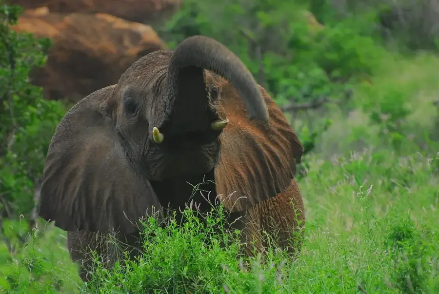 Tsavo-erdő — Baringo-tó (Kenya)