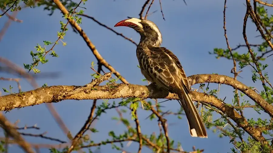 Parcul Național Tsavo-West — Pădurea Tsavo (Kenya)
