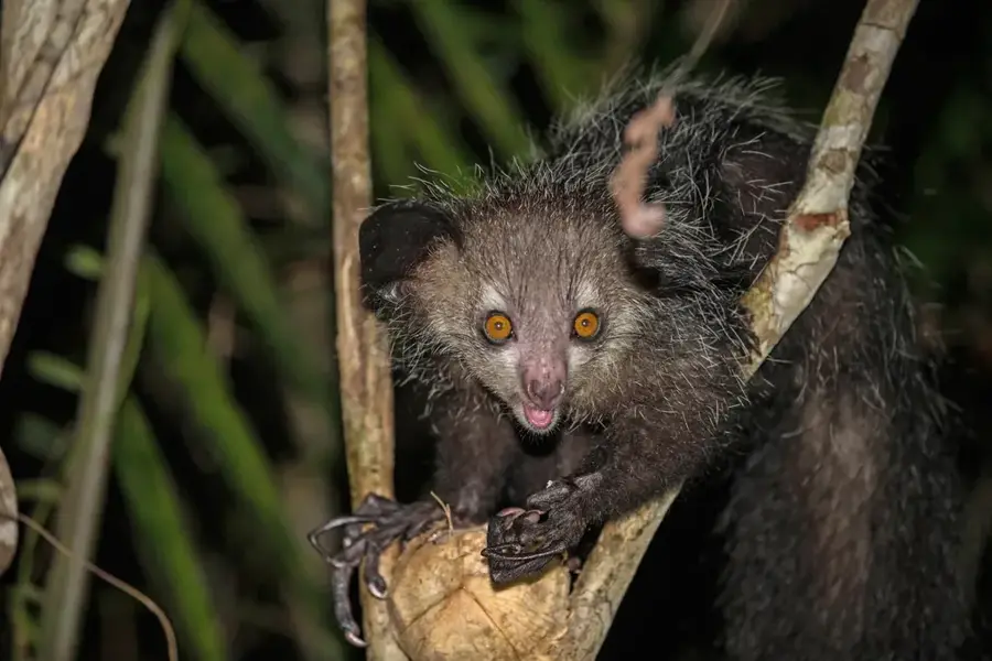 Namoroka-Tsingy — Mahajanga Városháza (Madagaszkár)