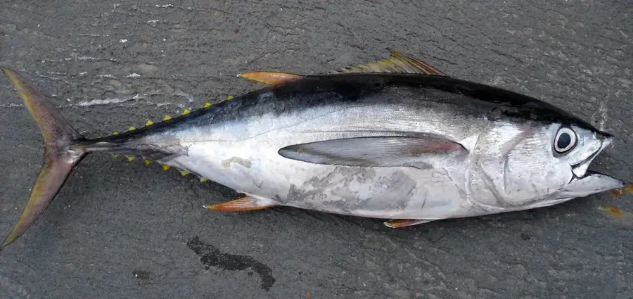 Piața Exterioară Tsukiji (Japonia)