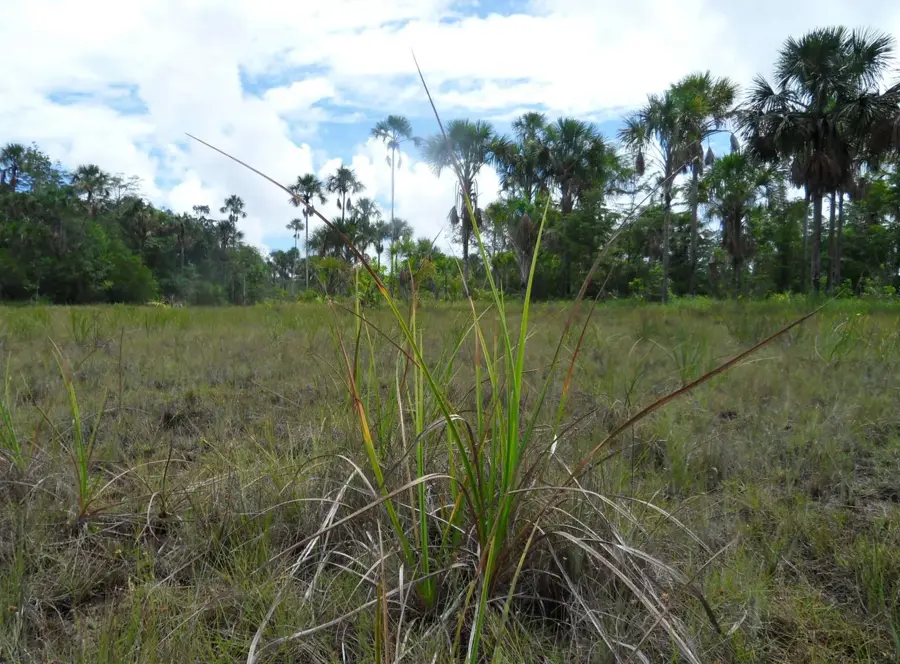 Aripo Savannas