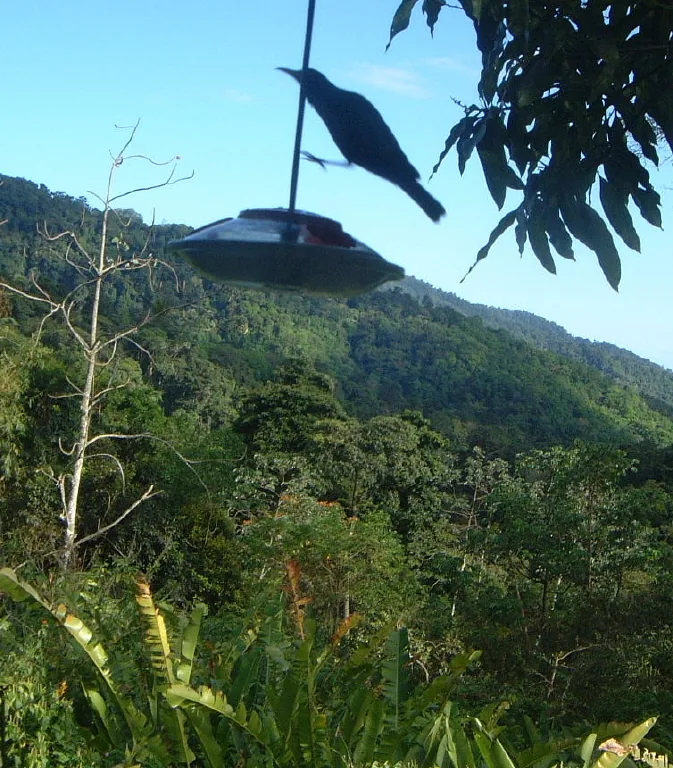 Asa Wright Nature Centre — Piarco (Trinidad and Tobago)
