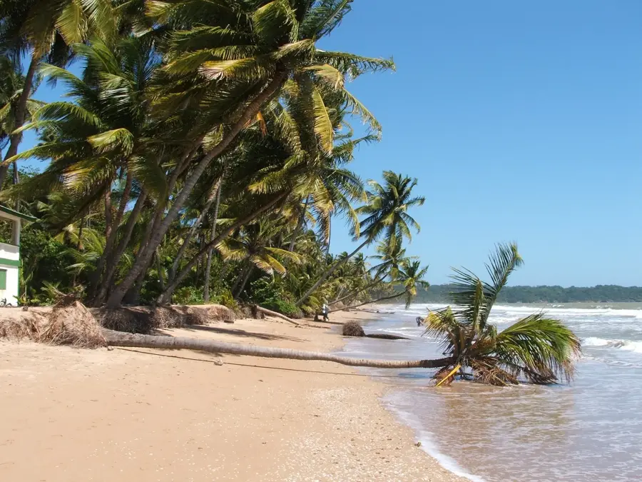 Bush Bush Sanctuary — Trinity Hills Wildlife Sanctuary (Trinidad and Tobago)