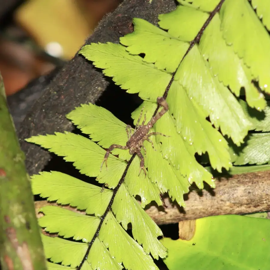 Cocoa Drying Floor — Arima (Trinidad and Tobago)
