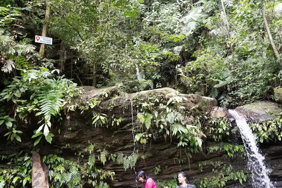Cumaca — Arima Cocoa Estate (Trinidad and Tobago)