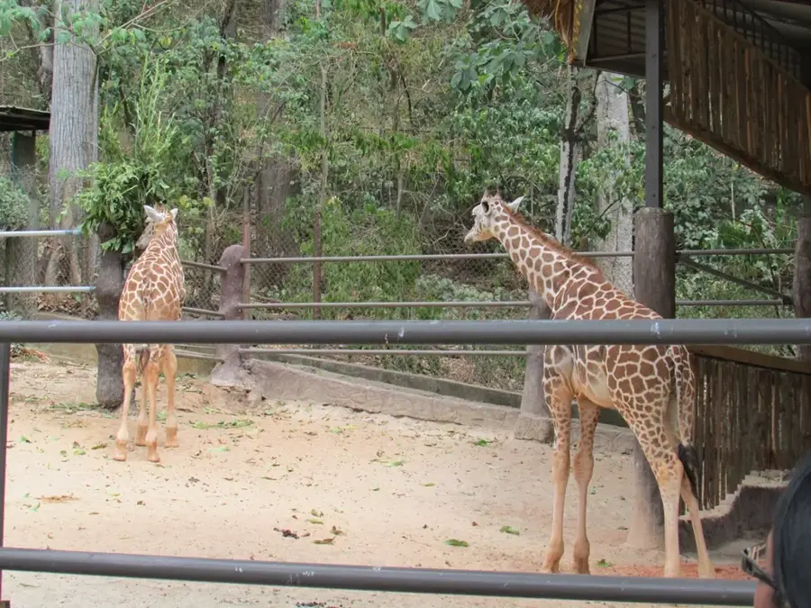 Emperor Valley Zoo — Belmont (Trinidad and Tobago)