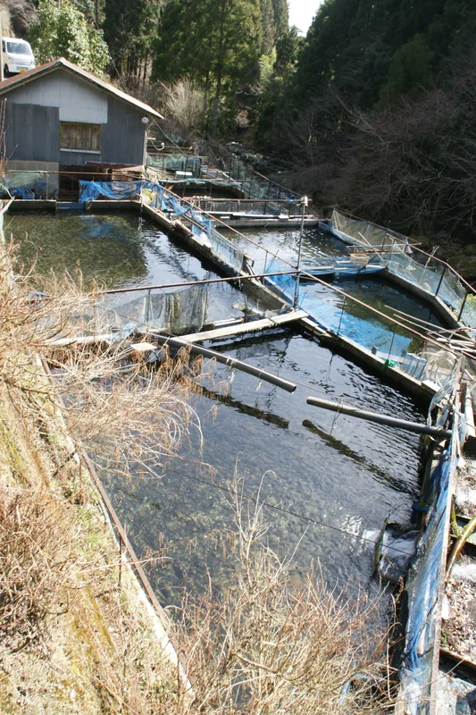 Fishing Pond — Aripo Savannas (Trinidad and Tobago)