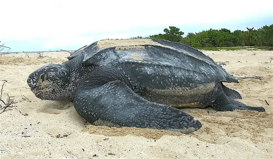 Matura Turtle Beach — Aripo Savannas (Trinidad and Tobago)
