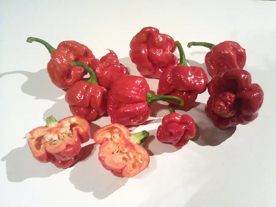 Moruga — Piparo (Trinidad and Tobago)