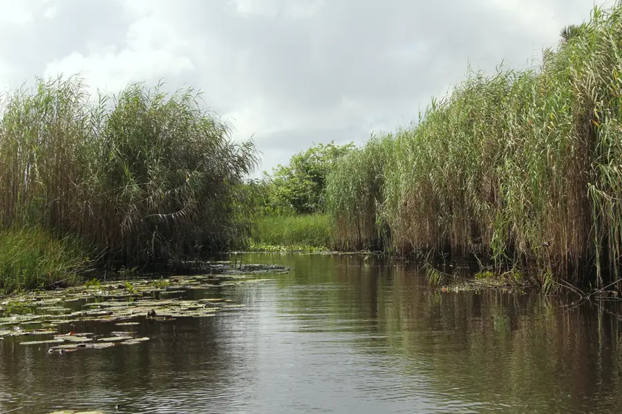 Nariva Swamp — Trinity Hills Wildlife Sanctuary (Trinidad and Tobago)