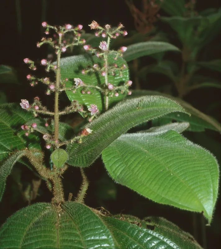 Toco — Aripo Savannas (Trinidad and Tobago)