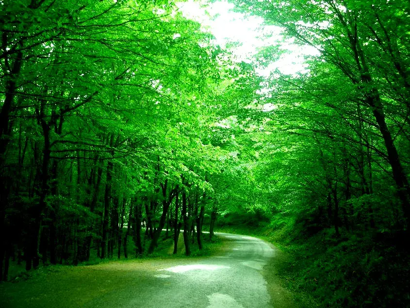 Belgrad Forest — Bosphorus Bridge (Turkey)