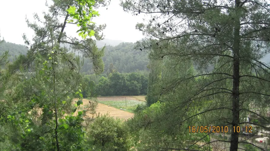 Çamlı