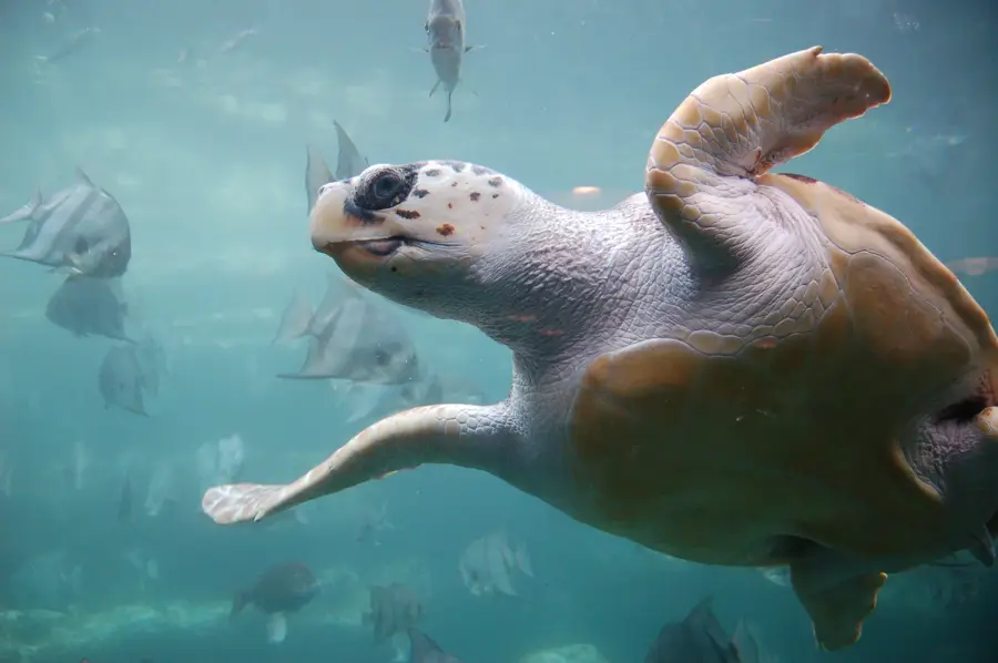 Turtle Foundation Sea Turtle Conservation Center — Santa Maria Beach (Cape Verde)