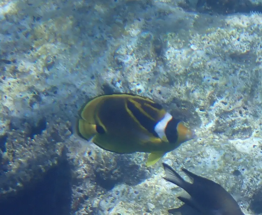 Amatuku — Alapi (Tuvalu)