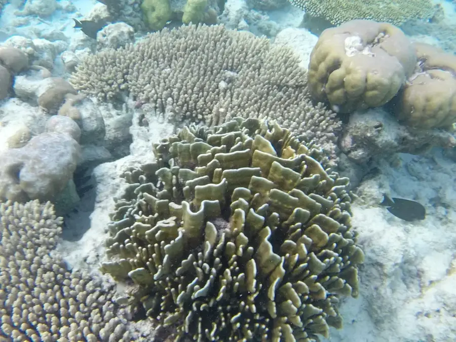 Fongafale Riffkante — Alapi (Tuvalu)