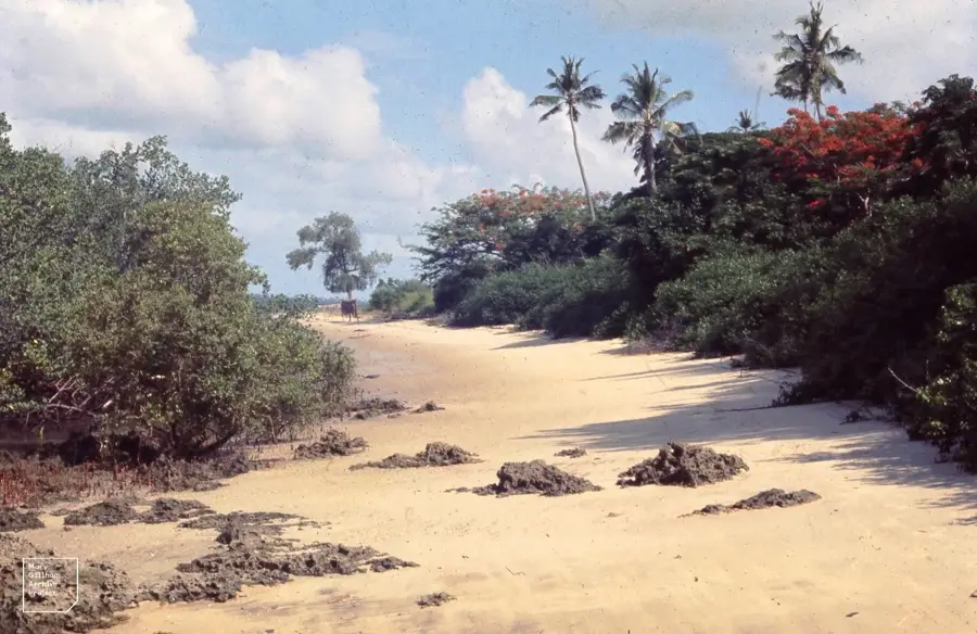 Ruinele istorice ale insulei Chole — Rufiji (Tanzania)