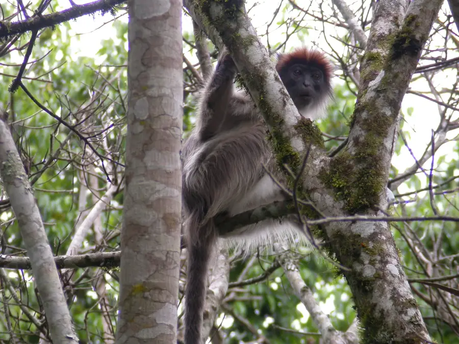 Kibale National Park — Kasese (Uganda)