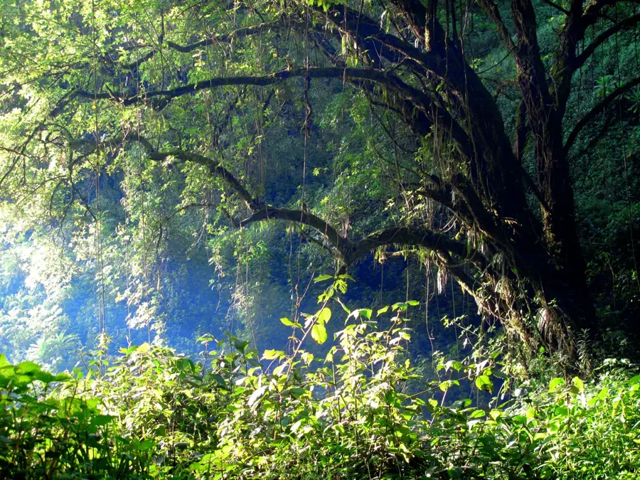 Parcul Național Muntele Elgon — Busia (Kenya)