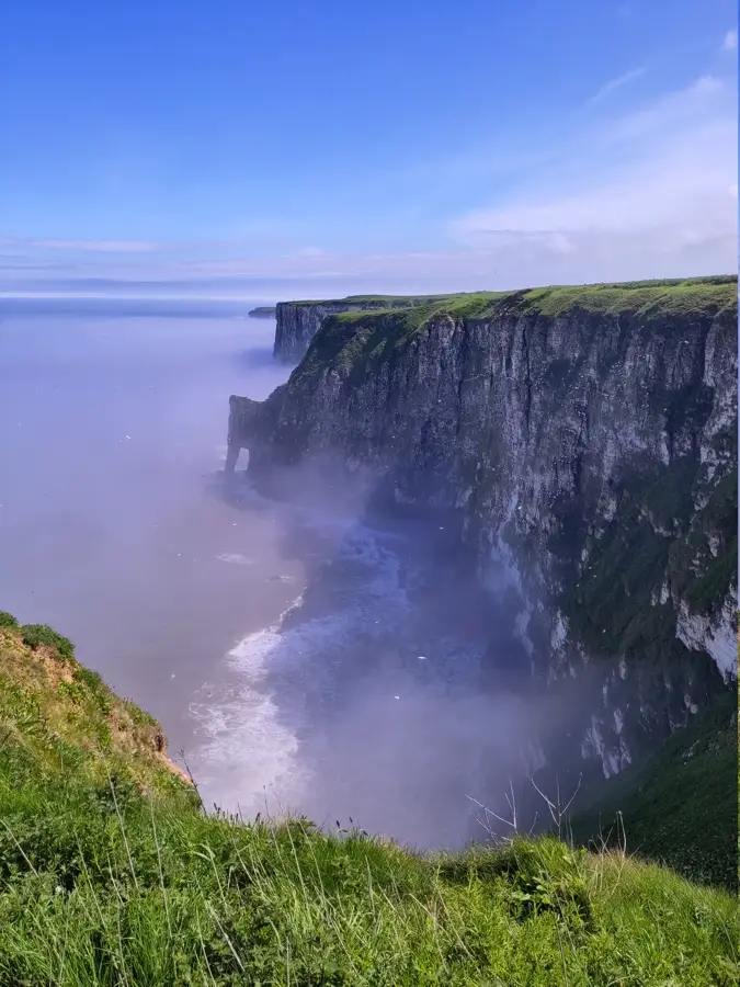 Bempton Cliffs — Reighton (Vereinigtes Königreich)