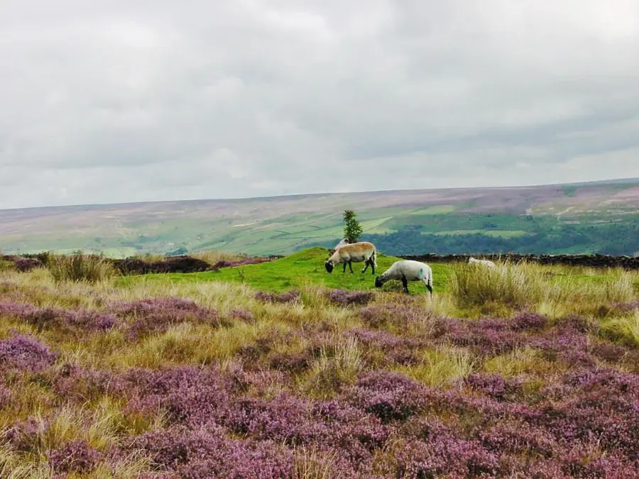 North York Moors — Runswick Bay (Egyesült Királyság)