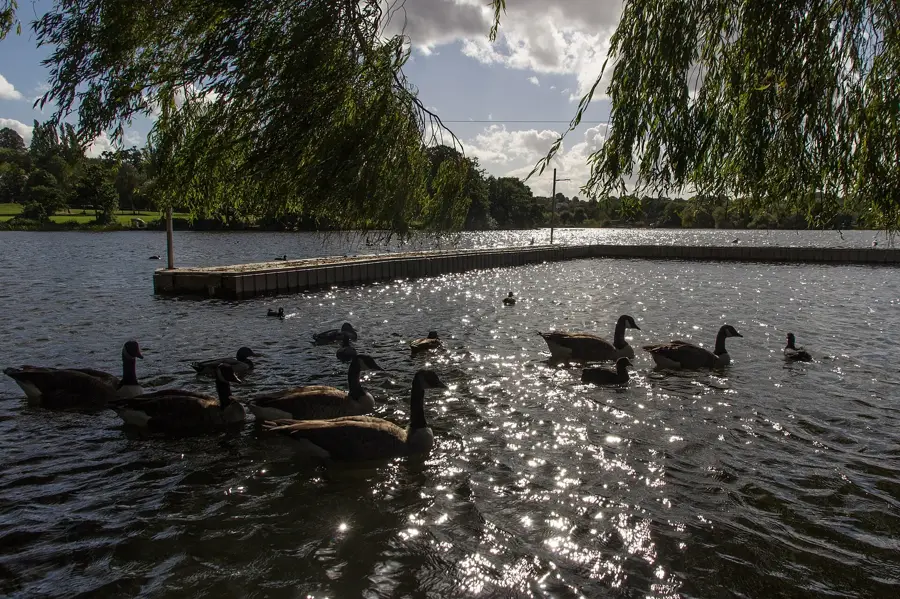 Wimbledon Park – város