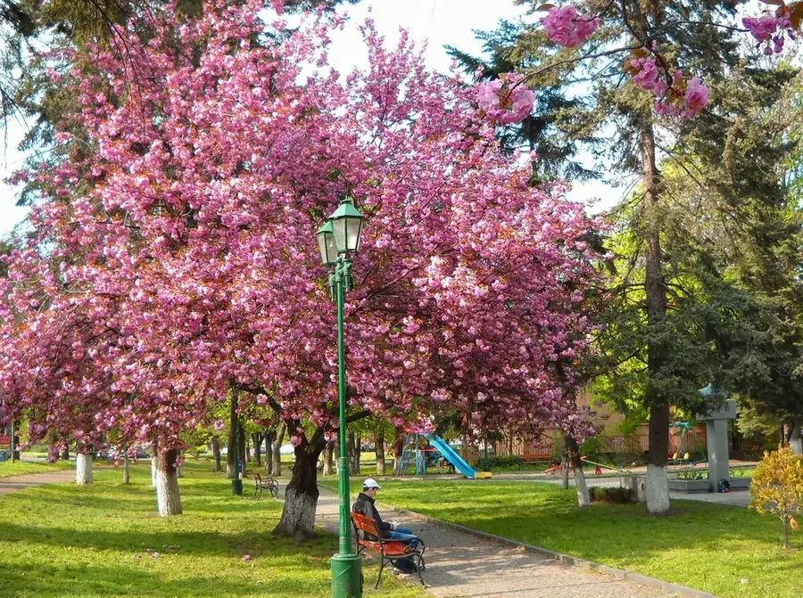 Ujhorod-Sakura — Drogobîci-Săreni (Ucraina)