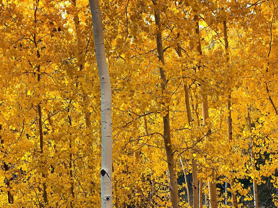 Aspen — Aurora, CO (United States)