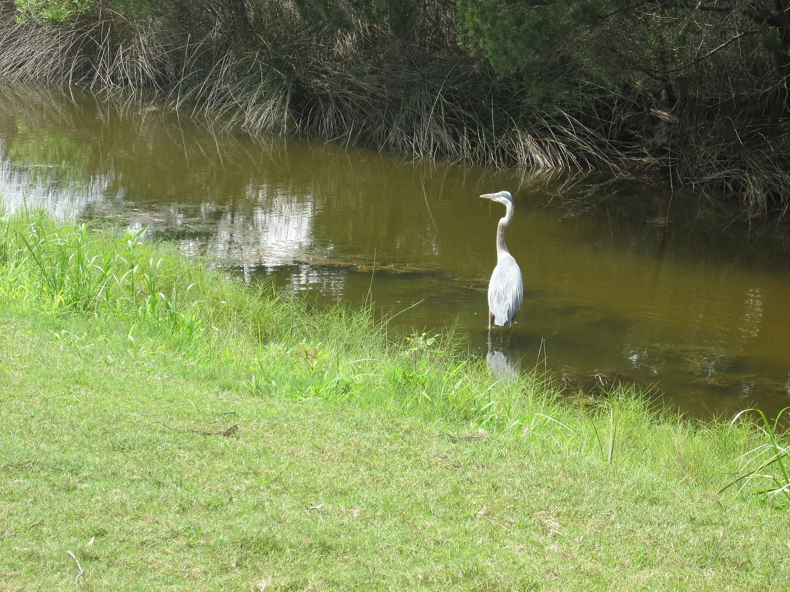 DeBordieu Colony
