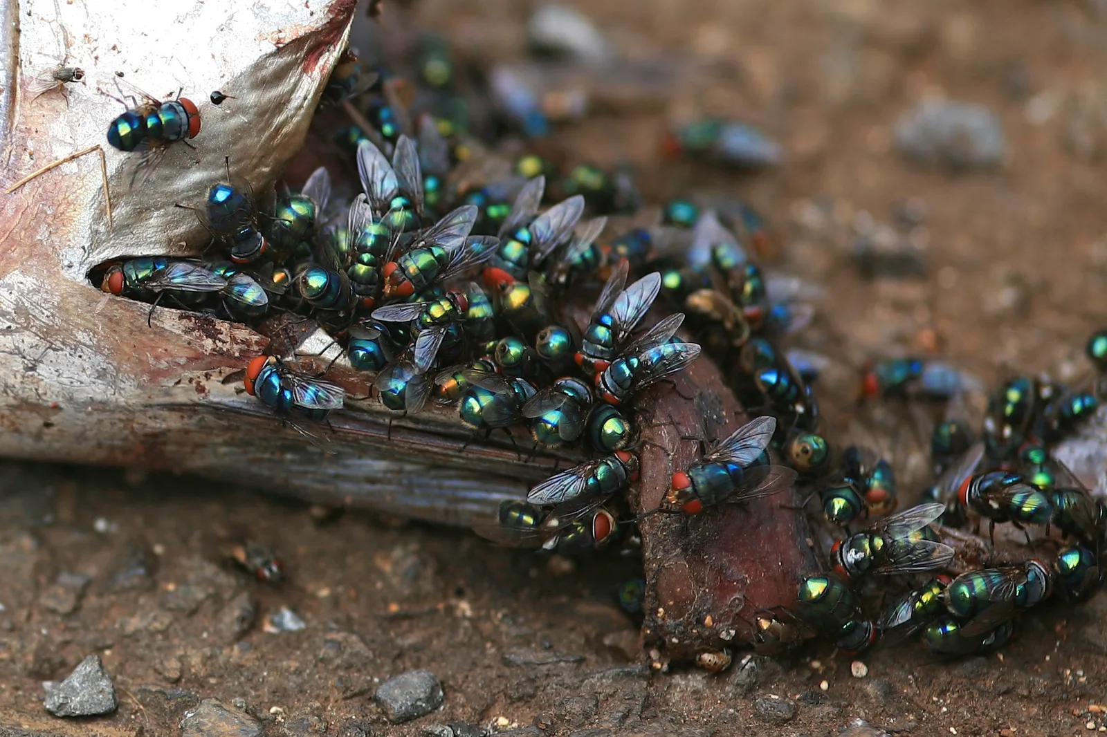 Haleʻiwa