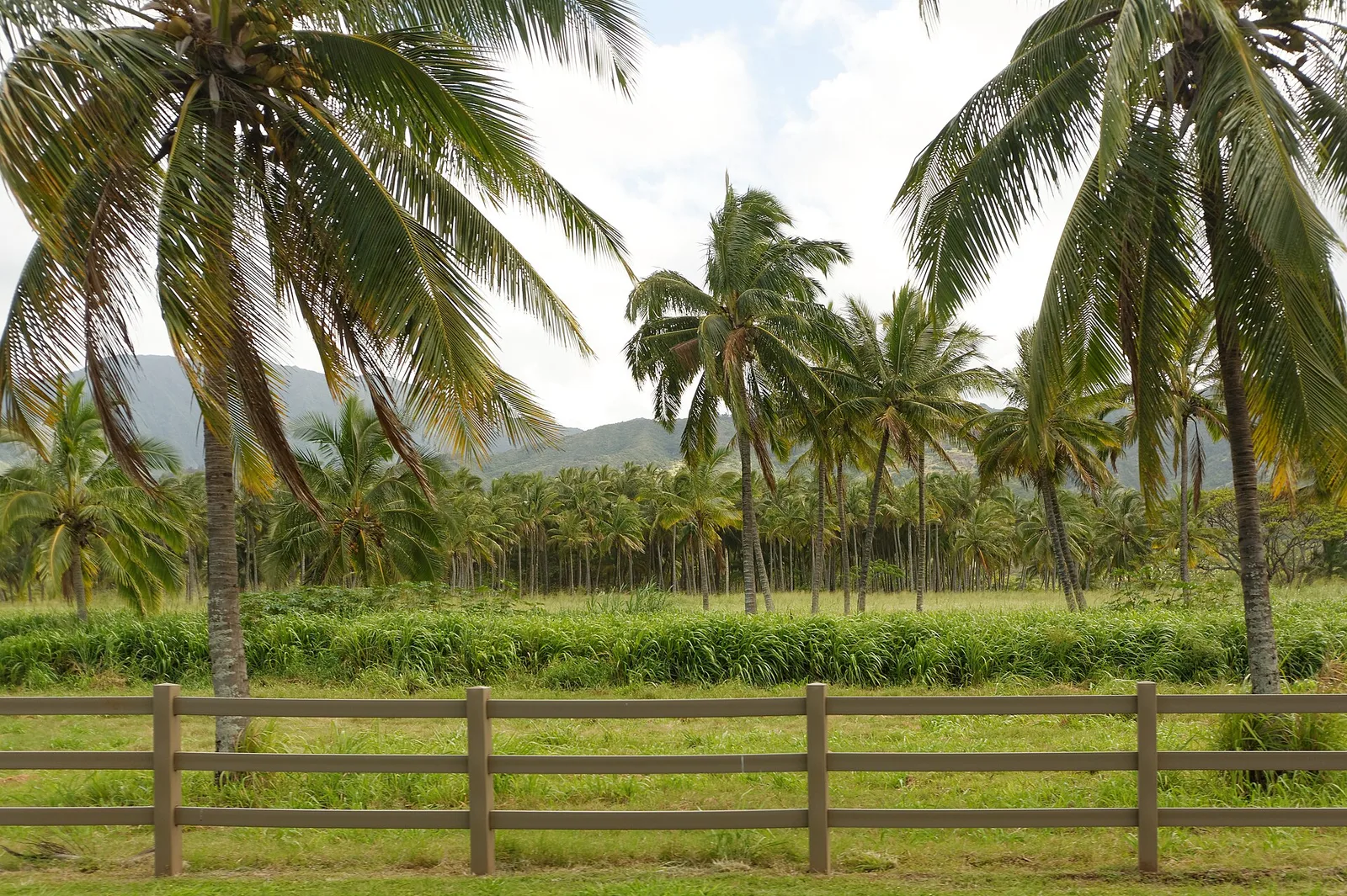 Mokulē‘ia