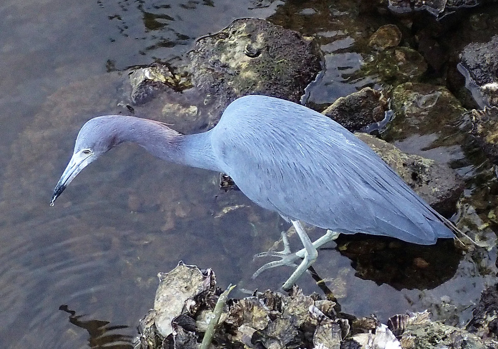 Sanibel — Batabanó (Cuba)