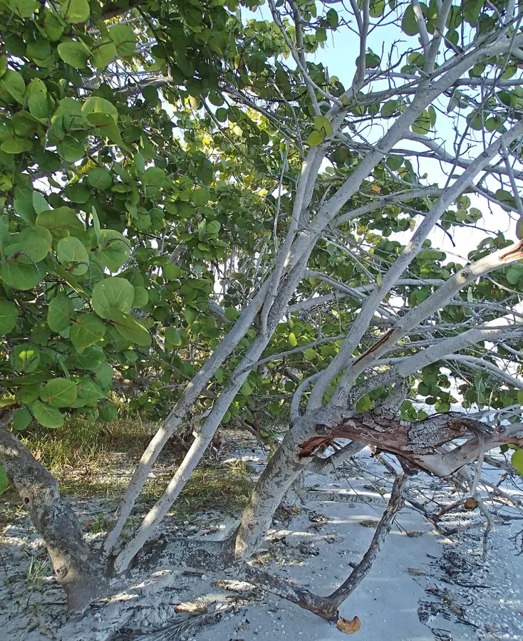 Sanibel Island — Batabanó (Cuba)
