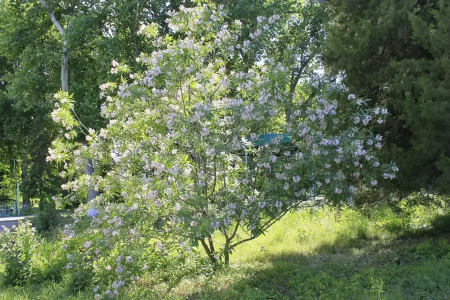 Botanischer Garten Taschkent