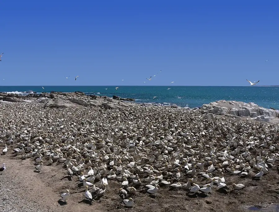 Île aux Vaches Marines élőhely