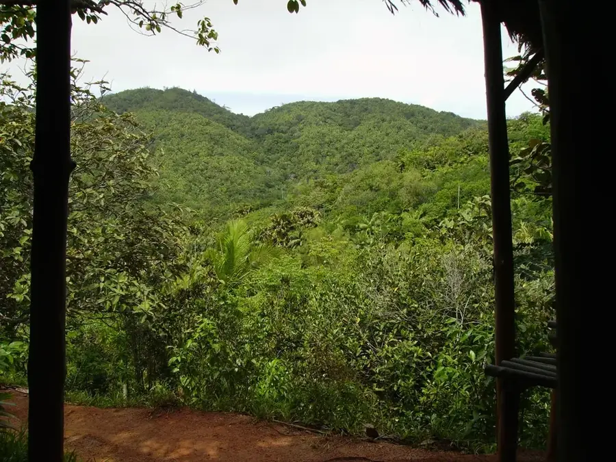 Vallée de Mai — Amitié (Seychellen)