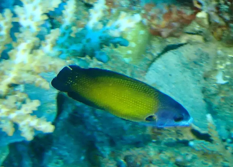 Epi Island Dugong Sanctuary