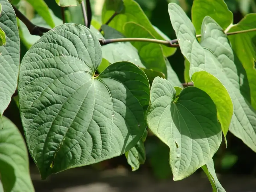 Kava Processing Center — British High Commission (Vanuatu)
