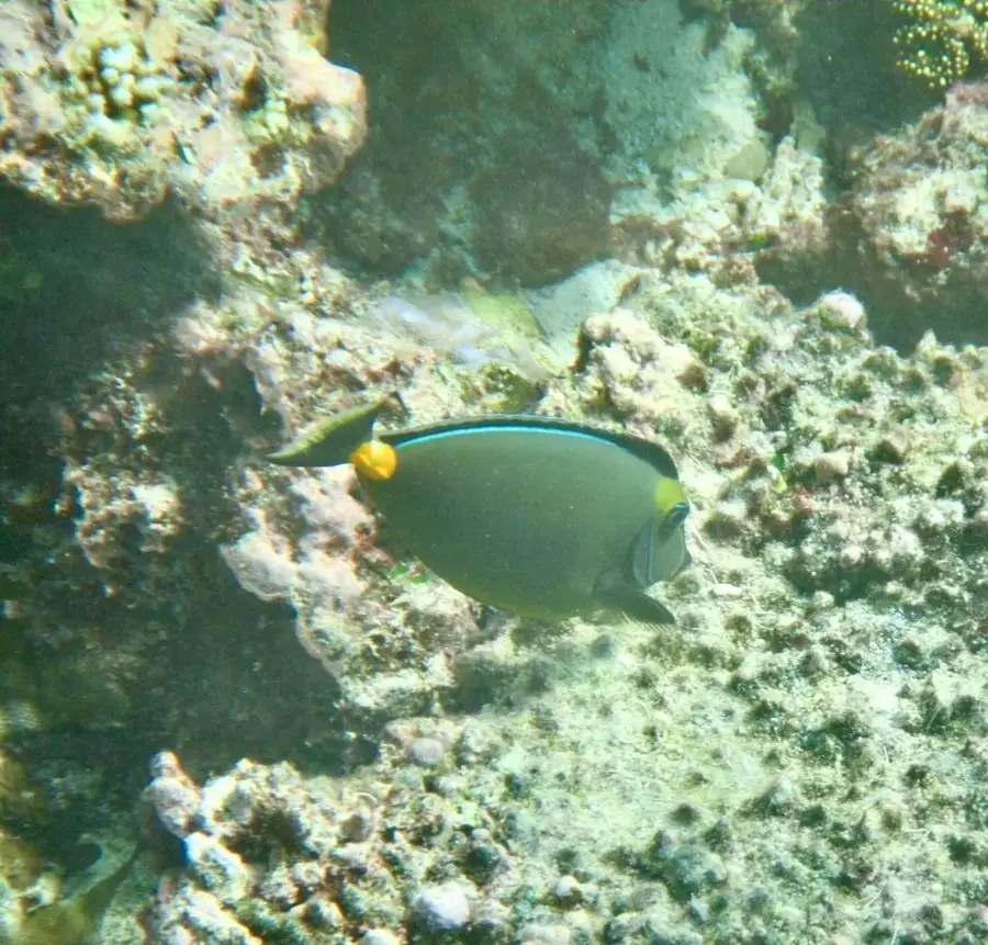 Lelepa-sziget (Vanuatu)