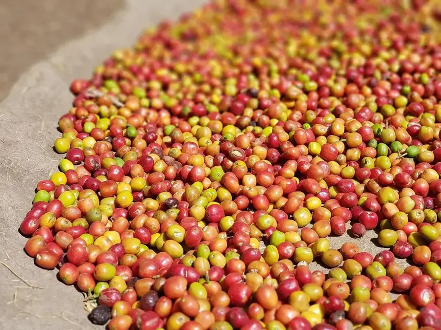Lowanatom Coffee Processing — Mount Melen (Vanuatu)