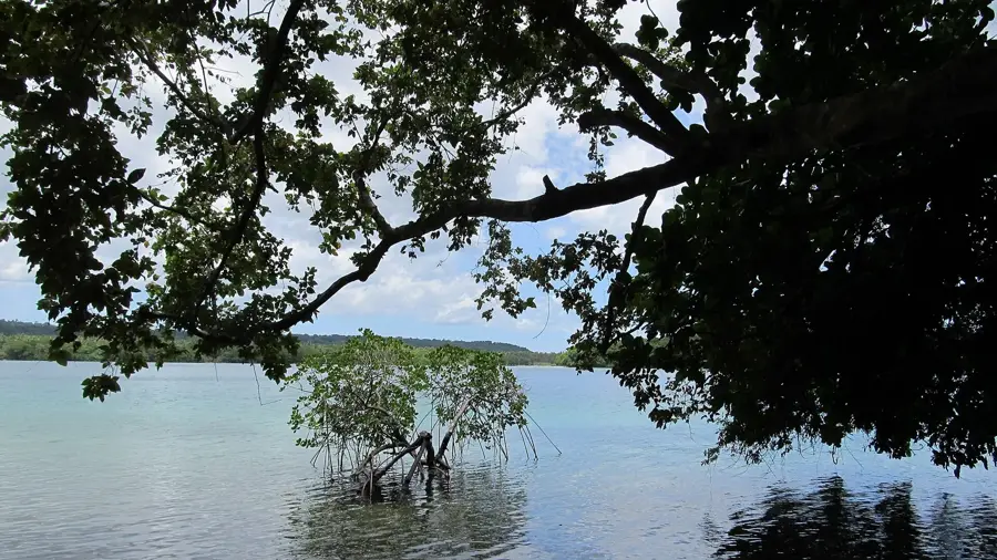 Oyster Island Mangroves