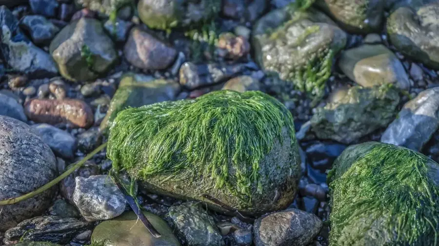 South Malekula Seagrass