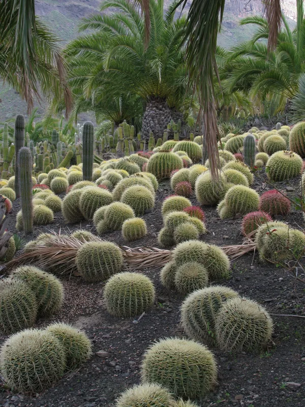 Cactus Garden (Vatican)