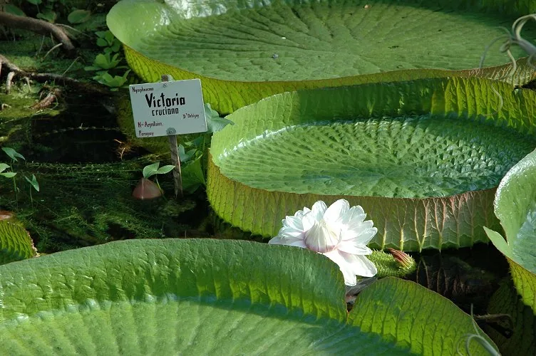 Botanischer Garten von Victoria — Congo Rouge (Seychellen)