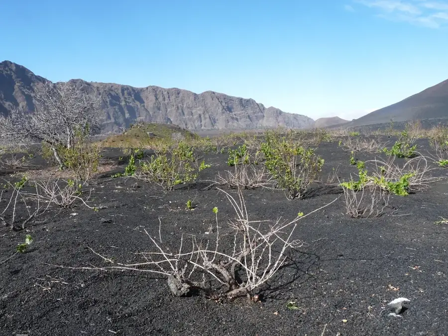 Weinberge von Chã das Caldeiras — Bordeira do Fogo (Cabo Verde)