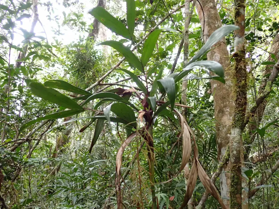 Vohimana — Vatomandry (Madagascar)