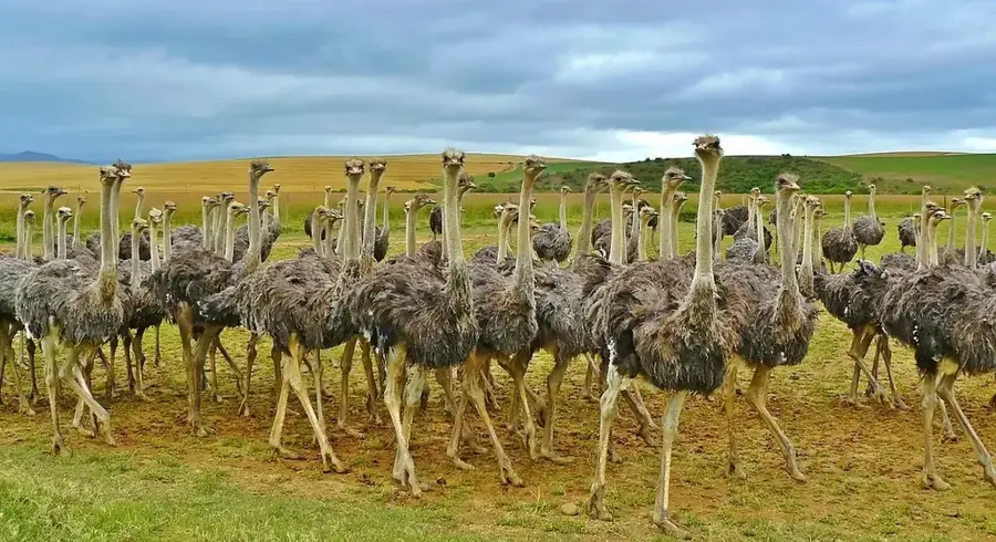 Vuvulane-Gemeinschaftsfarmen — Tabankulu (Eswatini)